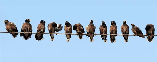 Life On The Wire by Karunakar Rayker via CC BY 2.0.